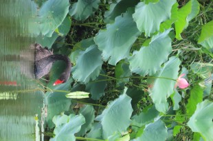鹅坐荷花