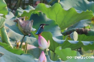 翠荷鸟趣