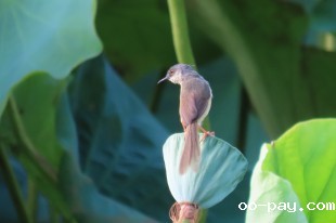莲子小鸟