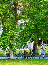 树下的青春驿站