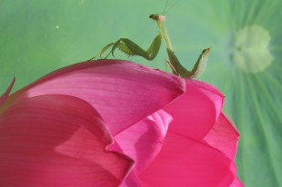 螳螂花心嗅闻,更为守花待蛾