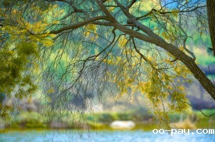 绿意正沉，忽觉夏深