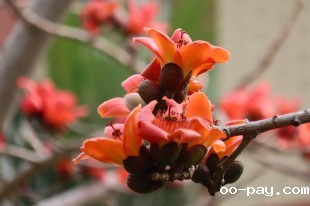 花团锦簇