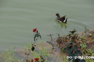 黑水鸡