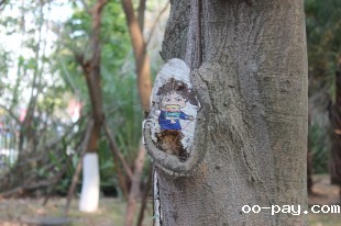 厦小嘉标记了一处地点
