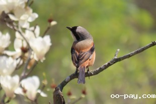 花与鸟