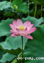 荷