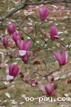 花开花落