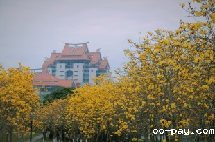 “嘉园”风光-小黄花