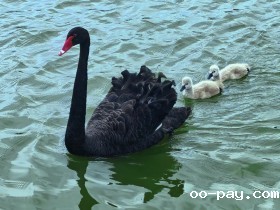 春“游”