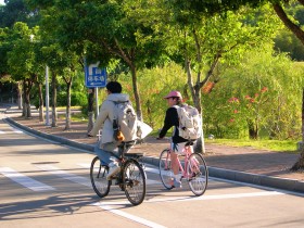 林荫道上的同行