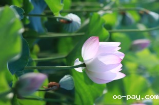 “嘉园”的荷花