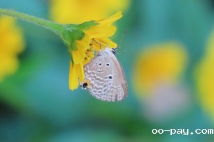 采蜜花丛间