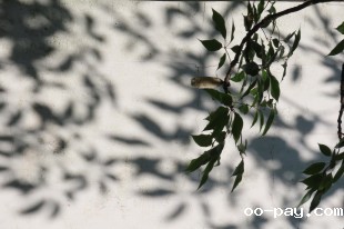 虚虚实实