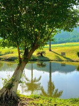 “嘉庚”溪畔树映波