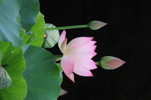 心有慈悲莲花开