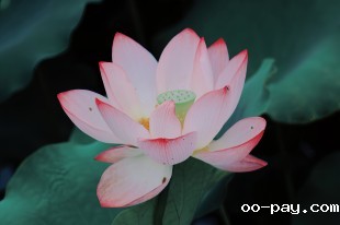 荷间漫步，邂逅夏日生机