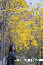 黄花风铃木