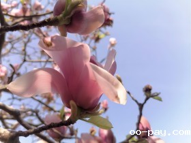 “嘉”意新生