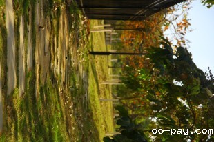 美