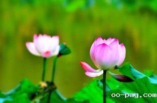 相映成趣