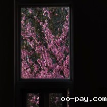 窗外花开