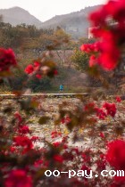 繁花似锦