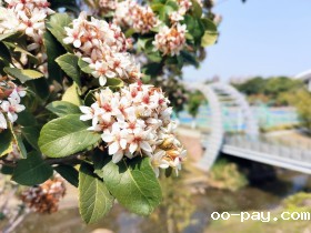 花开月畔