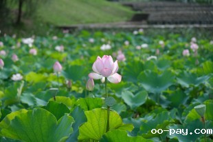 绿野仙踪