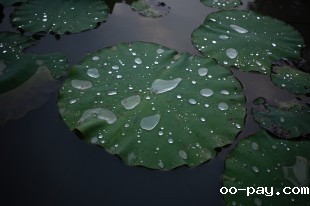 雨后傍晚去了荷塘边散步