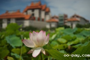荷花与主三