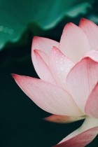 在雨后在花季