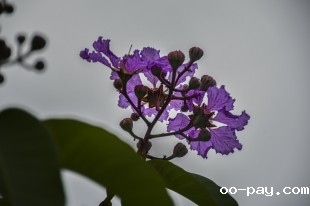 “嘉”阴雨的细微