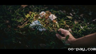 光束中的花