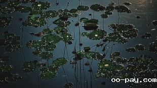 “嘉”荷·“嘉”梦