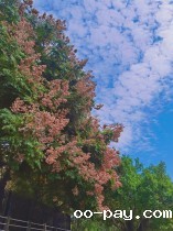 陌上花开