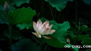 以荷之名，赠你一夏清欢
