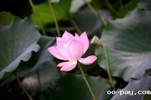 雨荷