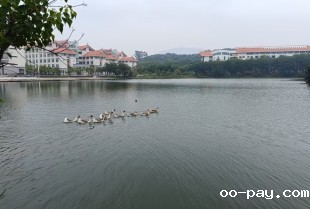 春江水暖鹅先知