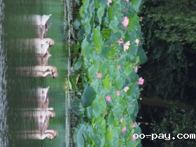 花中有鹅 鹅中有花
