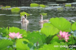 鹅中花