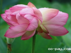 并蒂莲的一生