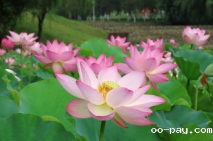 百花齐放
