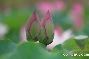 另类并蒂莲