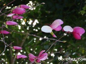 光影下之木兰花