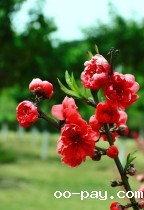 桃花