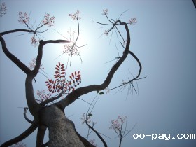 太阳底下最灿烂的树