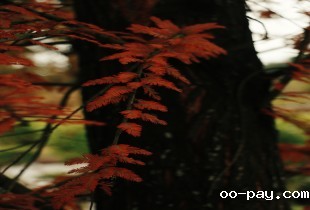 红绿蓝