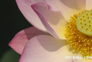 花开艳 人难舍