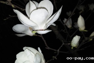 夜半寻花